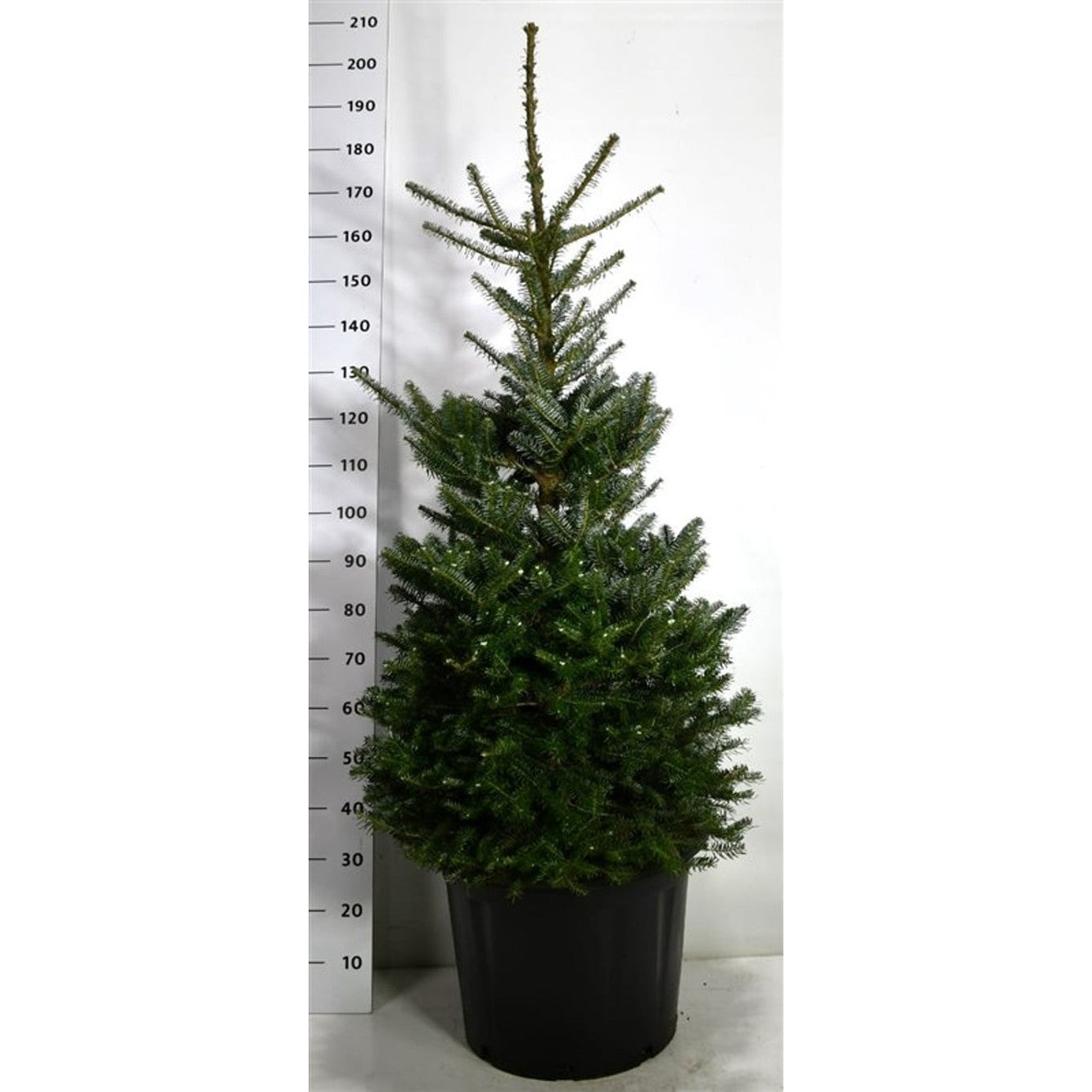 Koreagran – Abies koreana - C65 125-150 cm.